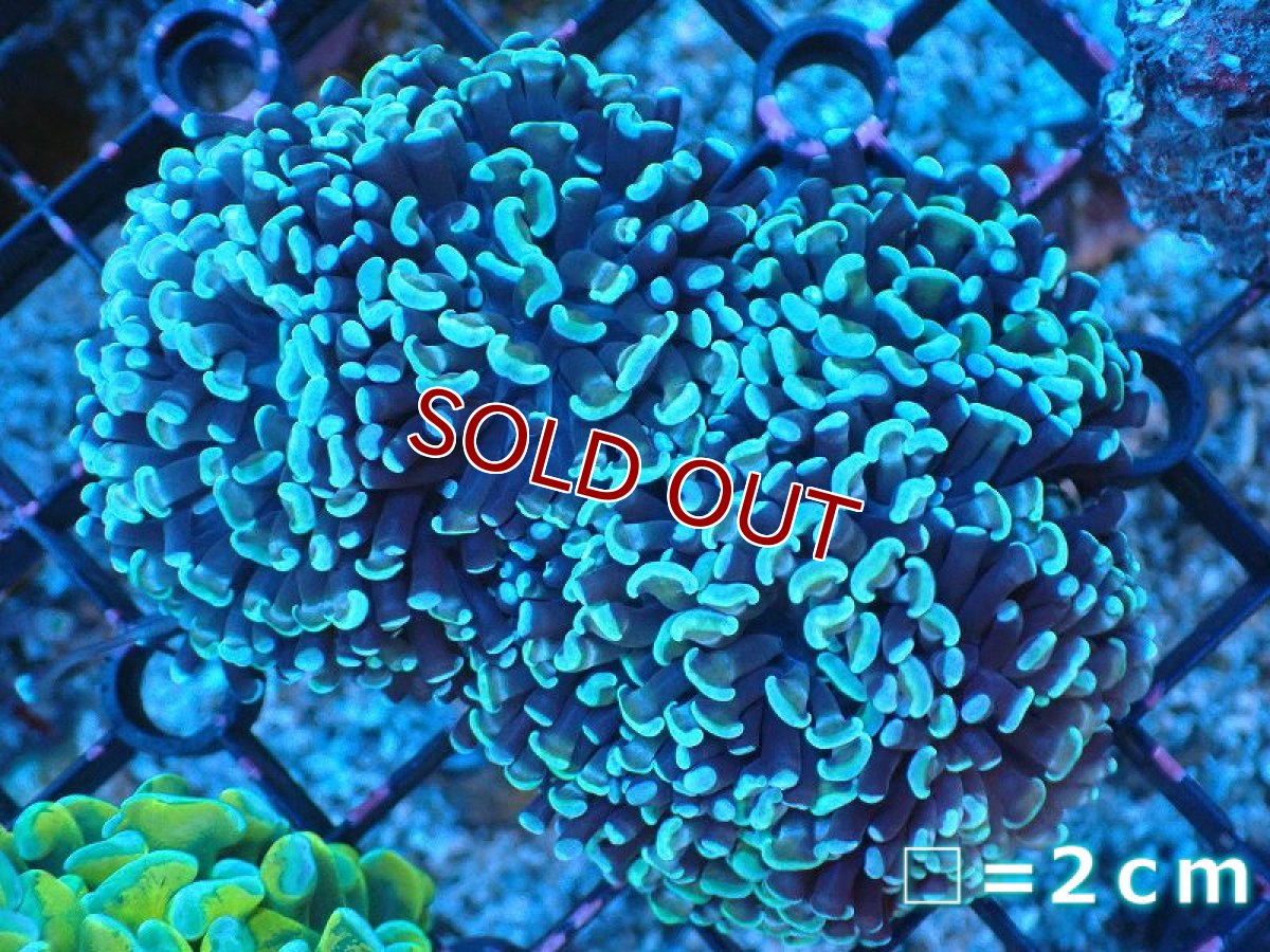画像1: 【サンゴ】【通販】ナガレハナサンゴ（Green/Yellow Stem）SMサイズ（個体販売）No.3（生体）（サンゴ） (1)