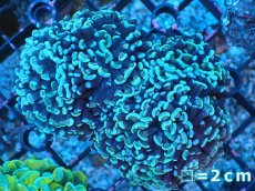 画像1: 【サンゴまとめ買い割り引き対象商品30周年セール】 【サンゴ】【通販】ナガレハナサンゴ（Green/Yellow Stem）SMサイズ（個体販売）No.3（生体）（サンゴ） (1)