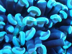 画像2: 【サンゴまとめ買い割り引き対象商品30周年セール】 【サンゴ】【通販】ナガレハナサンゴ（Green/Yellow Stem）SMサイズ（個体販売）No.3（生体）（サンゴ） (2)