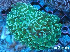 画像1: 【サンゴまとめ買い割り引き対象商品30周年セール】 【サンゴ】【通販】ナガレハナサンゴ（Green/Yellow Stem）SMサイズ（個体販売）No.4（生体）（サンゴ） (1)