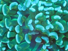 画像2: 【サンゴまとめ買い割り引き対象商品30周年セール】 【サンゴ】【通販】ナガレハナサンゴ（Green/Yellow Stem）SMサイズ（個体販売）No.4（生体）（サンゴ） (2)