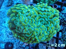 画像1: 【サンゴまとめ買い割り引き対象商品30周年セール】 【サンゴ】【通販】ナガレハナサンゴ（Green/Yellow Stem）Mサイズ（個体販売）No.5（生体）（サンゴ） (1)