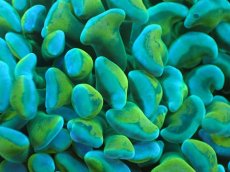 画像2: 【サンゴまとめ買い割り引き対象商品30周年セール】 【サンゴ】【通販】ナガレハナサンゴ（Green/Yellow Stem）Mサイズ（個体販売）No.5（生体）（サンゴ） (2)