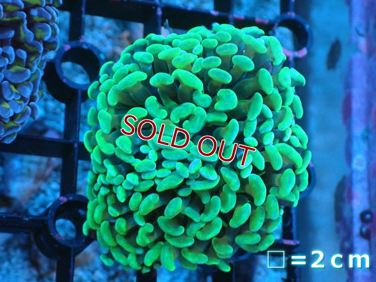 画像1: 【サンゴ】【通販】ナガレハナサンゴ（Yellow/Green）SMサイズ（個体販売）No.6（生体）（サンゴ） (1)