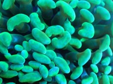 画像2: 【サンゴまとめ買い割り引き対象商品30周年セール】 【サンゴ】【通販】ナガレハナサンゴ（Yellow/Green）SMサイズ（個体販売）No.6（生体）（サンゴ） (2)