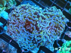 画像1: 【サンゴまとめ買い割り引き対象商品30周年セール】 【サンゴ】【通販】ナガレハナサンゴ（Purple/Yellow Stem）SMサイズ（個体販売）No.7（生体）（サンゴ） (1)