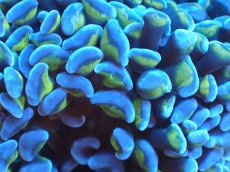 画像2: 【サンゴまとめ買い割り引き対象商品30周年セール】 【サンゴ】【通販】ナガレハナサンゴ（Purple/Yellow Stem）SMサイズ（個体販売）No.7（生体）（サンゴ） (2)