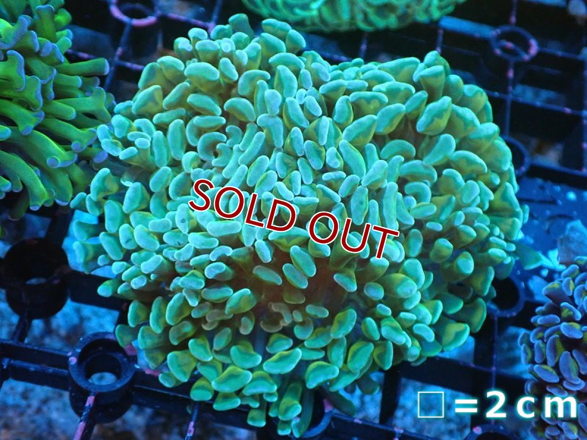 画像1: 【サンゴ】【通販】ナガレハナサンゴ（Green/Yellow Stem）SMサイズ（個体販売）No.8（生体）（サンゴ） (1)