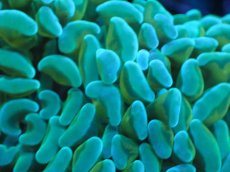 画像2: 【サンゴまとめ買い割り引き対象商品30周年セール】 【サンゴ】【通販】ナガレハナサンゴ（Green/Yellow Stem）SMサイズ（個体販売）No.8（生体）（サンゴ） (2)