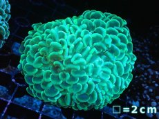 画像1: 【サンゴまとめ買い割り引き対象商品30周年セール】 【サンゴ】【通販】ナガレハナサンゴ（Yellow/Green）SMサイズ（個体販売）No.9（生体）（サンゴ） (1)