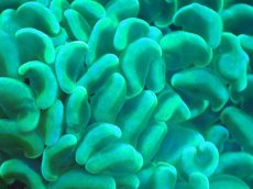 画像2: 【サンゴまとめ買い割り引き対象商品30周年セール】 【サンゴ】【通販】ナガレハナサンゴ（Yellow/Green）SMサイズ（個体販売）No.9（生体）（サンゴ） (2)