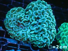 画像1: 【サンゴまとめ買い割り引き対象商品30周年セール】 【サンゴ】【通販】ナガレハナサンゴ（Green/Yellow Stem）Mサイズ（個体販売）No.10（生体）（サンゴ） (1)