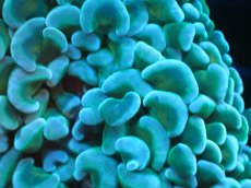 画像2: 【サンゴまとめ買い割り引き対象商品30周年セール】 【サンゴ】【通販】ナガレハナサンゴ（Green/Yellow Stem）Mサイズ（個体販売）No.10（生体）（サンゴ） (2)