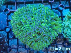 画像1: 【サンゴまとめ買い割り引き対象商品30周年セール】 【サンゴ】【通販】ナガレハナサンゴ（Metallic Green Stem）Mサイズ（個体販売）No.11（生体）（サンゴ） (1)