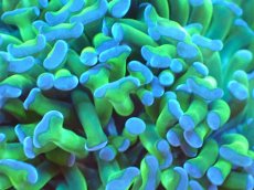 画像2: 【サンゴまとめ買い割り引き対象商品30周年セール】 【サンゴ】【通販】ナガレハナサンゴ（Metallic Green Stem）Mサイズ（個体販売）No.11（生体）（サンゴ） (2)