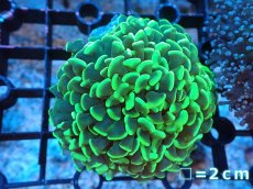 画像1: 【サンゴまとめ買い割り引き対象商品30周年セール】 【サンゴ】【通販】ナガレハナサンゴ（Yellow/Green）SMサイズ（個体販売）No.12（生体）（サンゴ） (1)