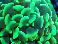 画像2: 【サンゴまとめ買い割り引き対象商品30周年セール】 【サンゴ】【通販】ナガレハナサンゴ（Yellow/Green）SMサイズ（個体販売）No.12（生体）（サンゴ） (2)