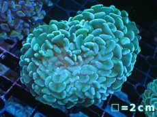 画像1: 【サンゴまとめ買い割り引き対象商品30周年セール】 【サンゴ】【通販】ナガレハナサンゴ（Yellow/Green）SMサイズ（個体販売）No.13（生体）（サンゴ） (1)