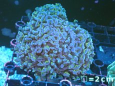 画像1: 【サンゴまとめ買い割り引き対象商品30周年セール】 【サンゴ】【通販】ナガレハナサンゴ（Purple/Yellow Stem）SMサイズ（個体販売）No.14（生体）（サンゴ） (1)