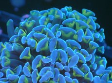 画像2: 【サンゴまとめ買い割り引き対象商品30周年セール】 【サンゴ】【通販】ナガレハナサンゴ（Purple/Yellow Stem）SMサイズ（個体販売）No.14（生体）（サンゴ） (2)