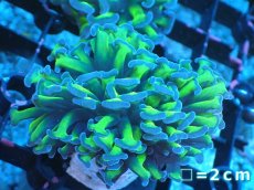 画像1: 【サンゴまとめ買い割り引き対象商品30周年セール】 【サンゴ】【通販】ナガレハナサンゴ（Metallic Green Stem）Sサイズ（個体販売）No.15（生体）（サンゴ） (1)