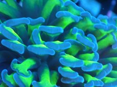 画像2: 【サンゴまとめ買い割り引き対象商品30周年セール】 【サンゴ】【通販】ナガレハナサンゴ（Metallic Green Stem）Sサイズ（個体販売）No.15（生体）（サンゴ） (2)