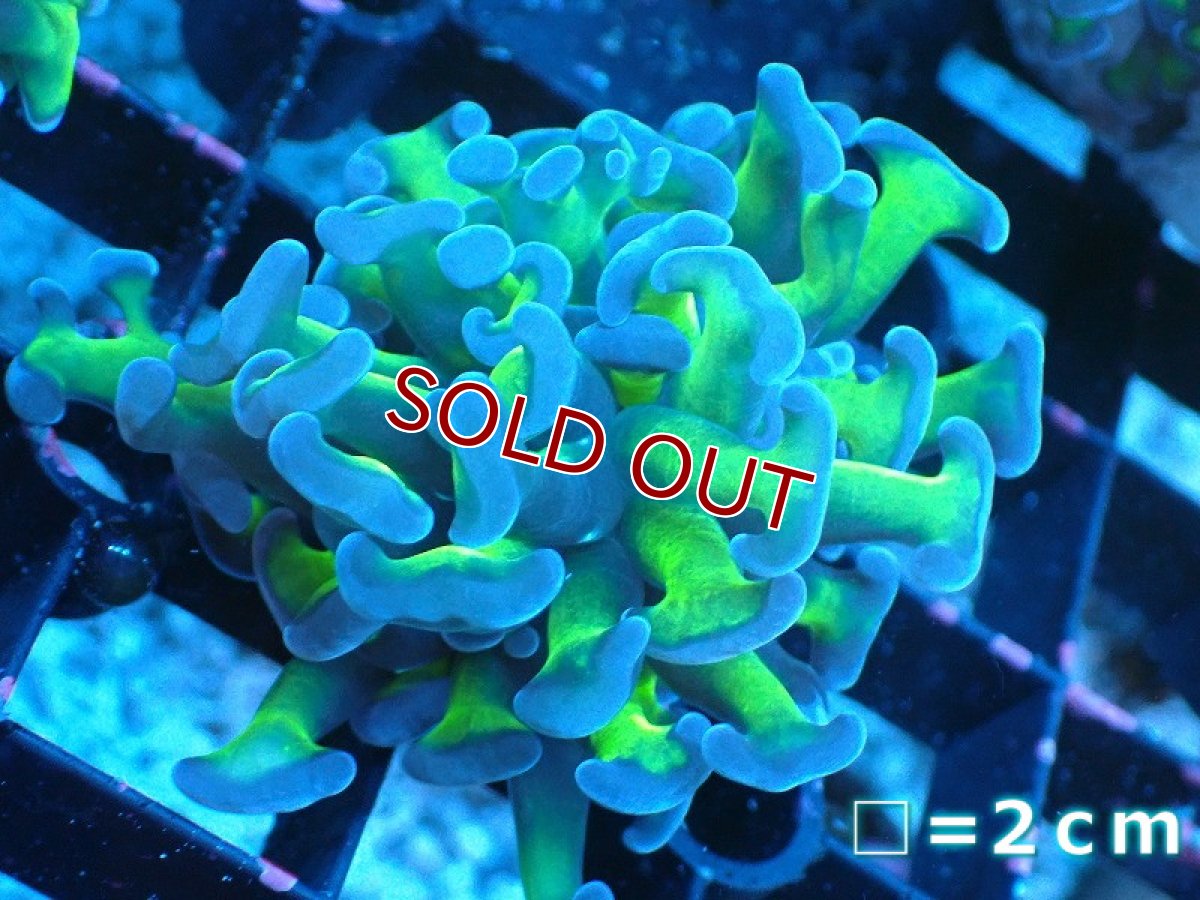 画像1: 【サンゴ】【通販】ナガレハナサンゴ（Metallic Green Stem）Sサイズ（個体販売）No.16（生体）（サンゴ） (1)