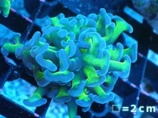 画像1: 【サンゴまとめ買い割り引き対象商品30周年セール】 【サンゴ】【通販】ナガレハナサンゴ（Metallic Green Stem）Sサイズ（個体販売）No.16（生体）（サンゴ） (1)