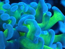 画像2: 【サンゴまとめ買い割り引き対象商品30周年セール】 【サンゴ】【通販】ナガレハナサンゴ（Metallic Green Stem）Sサイズ（個体販売）No.16（生体）（サンゴ） (2)