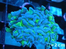 画像1: 【サンゴまとめ買い割り引き対象商品30周年セール】 【サンゴ】【通販】ナガレハナサンゴ（Metallic Green Stem）Sサイズ（個体販売）No.17（生体）（サンゴ） (1)