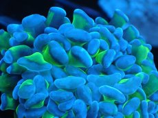 画像2: 【サンゴまとめ買い割り引き対象商品30周年セール】 【サンゴ】【通販】ナガレハナサンゴ（Metallic Green Stem）Sサイズ（個体販売）No.17（生体）（サンゴ） (2)