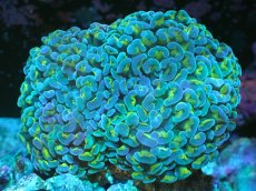 画像1: 【サンゴまとめ買い割り引き対象商品30周年セール】 【サンゴ】【通販】ナガレハナサンゴ（Green/Yellow Stem）Mサイズ（個体販売）（±8-10cm)No.18（生体）（サンゴ） (1)