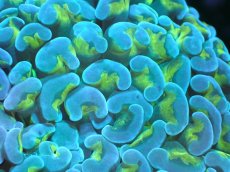 画像2: 【サンゴまとめ買い割り引き対象商品30周年セール】 【サンゴ】【通販】ナガレハナサンゴ（Green/Yellow Stem）Mサイズ（個体販売）（±8-10cm)No.18（生体）（サンゴ） (2)