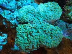 画像1: 【サンゴまとめ買い割り引き対象商品30周年セール】 【サンゴ】【通販】ナガレハナサンゴ（Green/Yellow Stem）Mサイズ（個体販売）（±8-10cm)No.19（生体）（サンゴ） (1)