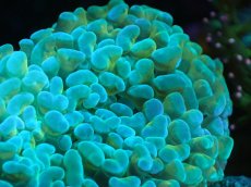 画像2: 【サンゴまとめ買い割り引き対象商品30周年セール】 【サンゴ】【通販】ナガレハナサンゴ（Green/Yellow Stem）Mサイズ（個体販売）（±8-10cm)No.19（生体）（サンゴ） (2)