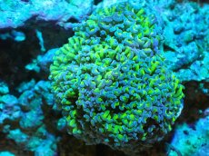 画像1: 【サンゴまとめ買い割り引き対象商品30周年セール】 【サンゴ】【通販】ナガレハナサンゴ（Metallic Green Stem）Mサイズ（個体販売）（±8-10cm)No.20（生体）（サンゴ） (1)