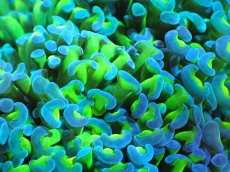 画像2: 【サンゴまとめ買い割り引き対象商品30周年セール】 【サンゴ】【通販】ナガレハナサンゴ（Metallic Green Stem）Mサイズ（個体販売）（±8-10cm)No.20（生体）（サンゴ） (2)