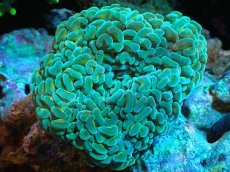 画像1: 【サンゴまとめ買い割り引き対象商品30周年セール】 【サンゴ】【通販】ナガレハナサンゴ（Green/Yellow Stem）Mサイズ（個体販売）（±8-10cm)No.21（生体）（サンゴ） (1)