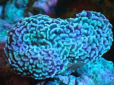 画像1: 【サンゴまとめ買い割り引き対象商品30周年セール】 【サンゴ】【通販】ナガレハナサンゴ（Purple/Yellow Stem）Mサイズ（個体販売）（±8-10cm)No.22（生体）（サンゴ） (1)