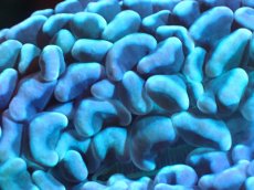 画像2: 【サンゴまとめ買い割り引き対象商品30周年セール】 【サンゴ】【通販】ナガレハナサンゴ（Purple/Yellow Stem）Mサイズ（個体販売）（±8-10cm)No.22（生体）（サンゴ） (2)