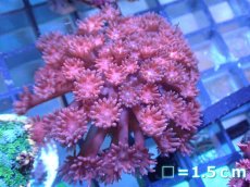 画像1: 【サンゴまとめ買い割り引き対象商品30周年セール】 【サンゴ】【通販】ハナガササンゴ（Pink)SMサイズ（個体販売）No.2（生体）（サンゴ） (1)