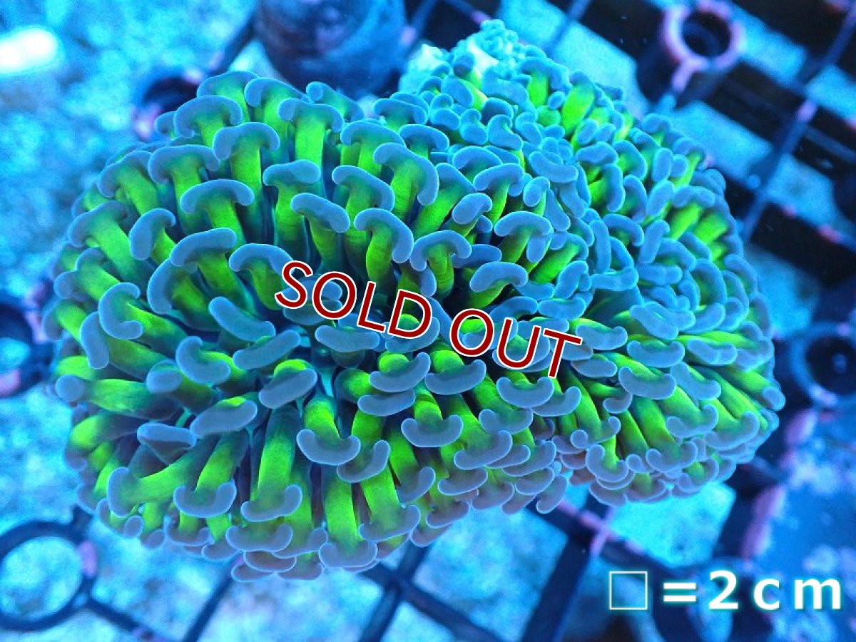 画像1: 【サンゴ】【通販】ナガレハナサンゴ（Metallic Green Stem)Mサイズ（個体販売）No.1（生体）（サンゴ） (1)