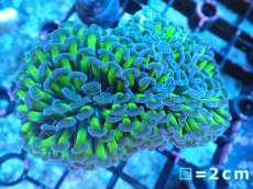 画像1: 【サンゴ】【通販】ナガレハナサンゴ（Metallic Green Stem)Mサイズ（個体販売）No.1（生体）（サンゴ） (1)