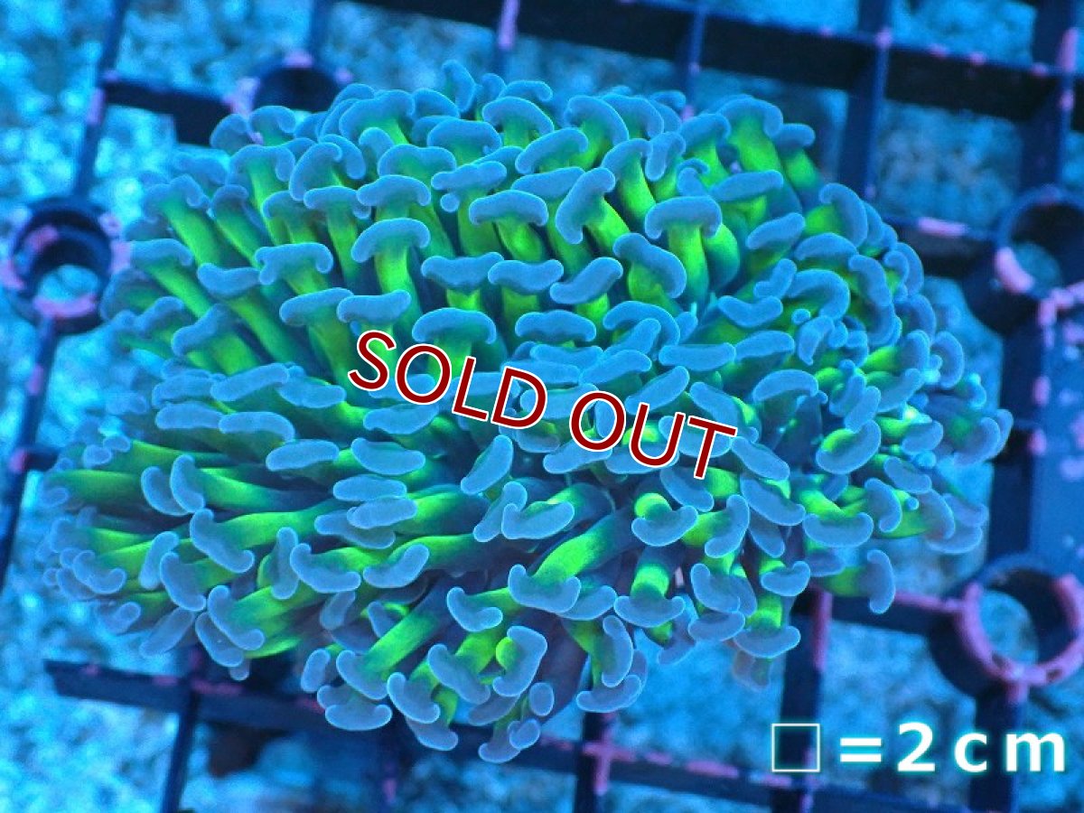 画像1: 【サンゴ】【通販】ナガレハナサンゴ（Metallic Green Stem)Mサイズ（個体販売）No.2（生体）（サンゴ） (1)