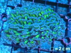 画像1: 【サンゴ】【通販】ナガレハナサンゴ（Metallic Green Stem)Mサイズ（個体販売）No.2（生体）（サンゴ） (1)