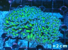画像1: 【サンゴ】【通販】ナガレハナサンゴ（Metallic Green Stem)Mサイズ（個体販売）No.3（生体）（サンゴ） (1)