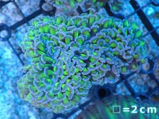 画像1: 【サンゴ】【通販】ナガレハナサンゴ（Metallic Green Stem)Mサイズ（個体販売）No.4（生体）（サンゴ） (1)