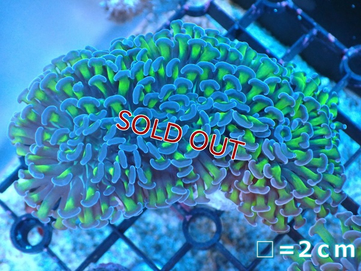 画像1: 【サンゴ】【通販】ナガレハナサンゴ（Metallic Green Stem)Mサイズ（個体販売）No.5（生体）（サンゴ） (1)