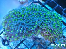 画像1: 【サンゴ】【通販】ナガレハナサンゴ（Metallic Green Stem)Mサイズ（個体販売）No.5（生体）（サンゴ） (1)