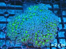 画像1: 【サンゴ】【通販】ナガレハナサンゴ（Metallic Green Stem)Mサイズ（個体販売）No.6（生体）（サンゴ） (1)